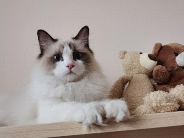 猫咪视觉揭秘：色盲+近视，却能看清你的每一个动作
