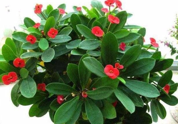 夏天光照强，可养“8种花”，晒晒开更多，皮实好养，花开不断