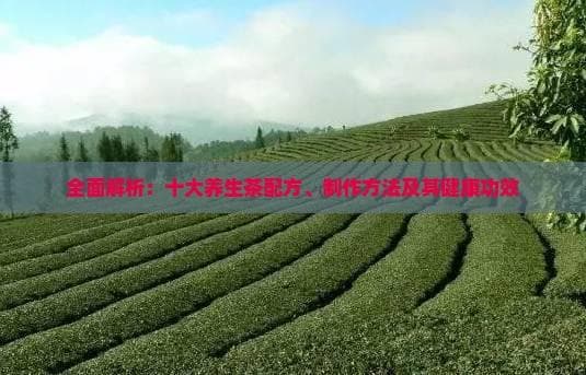 全面解析：十大养生茶配方、制作方法及其健康功效