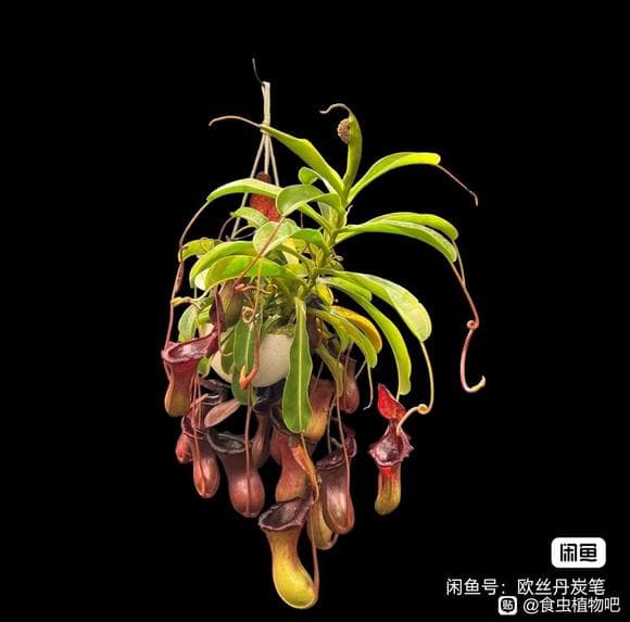 黑精灵猪笼草：一种美丽但挑剔的杂交品种