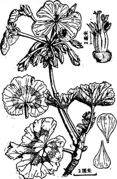 天竺葵Pelargonium hortorum Bailey