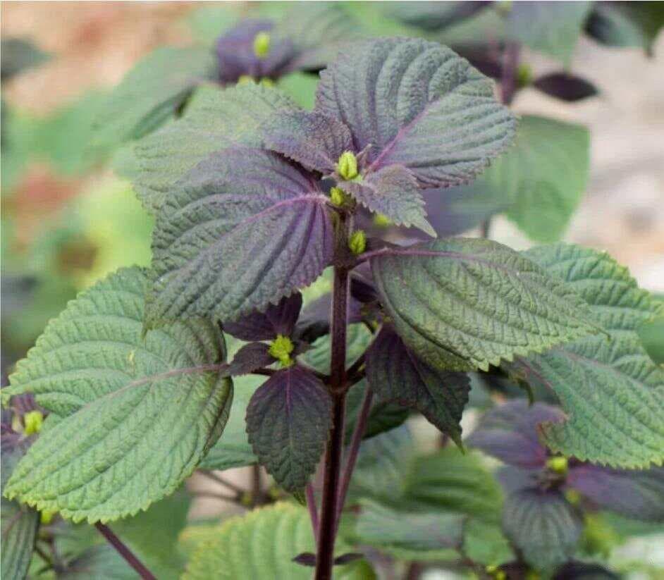 紫苏：一种神奇的植物，三个实用的价值