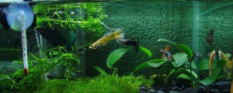 养孔雀鱼用什么水草,适合孔雀鱼崽躲避的水草