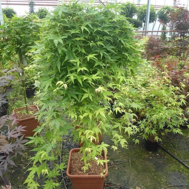 枫树上盆和养护指南，品种怎么选，焦叶如何解决？