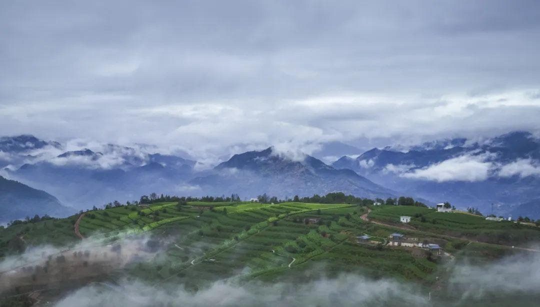浙江文成九龙山茶园：茶旅融合带动乡村振兴