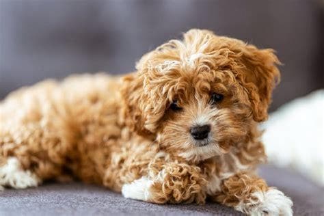 泰迪犬健康养护全攻略：从饮食到心理关怀的全方位指南
