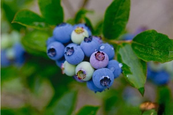 蓝莓怎么施肥？用什么肥料最好？