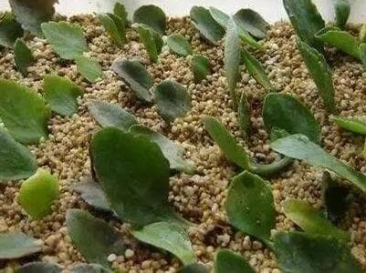 长寿花扦插繁殖指南：三种实用方法详解