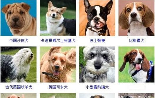 小型犬的健康饲养有哪些要点？如何制定饲养计划？