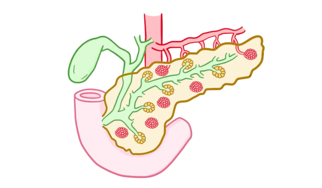 生理学——胰腺分泌