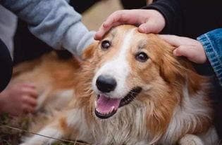 狗狗社会化指南：让毛孩儿人见人爱的实用攻略