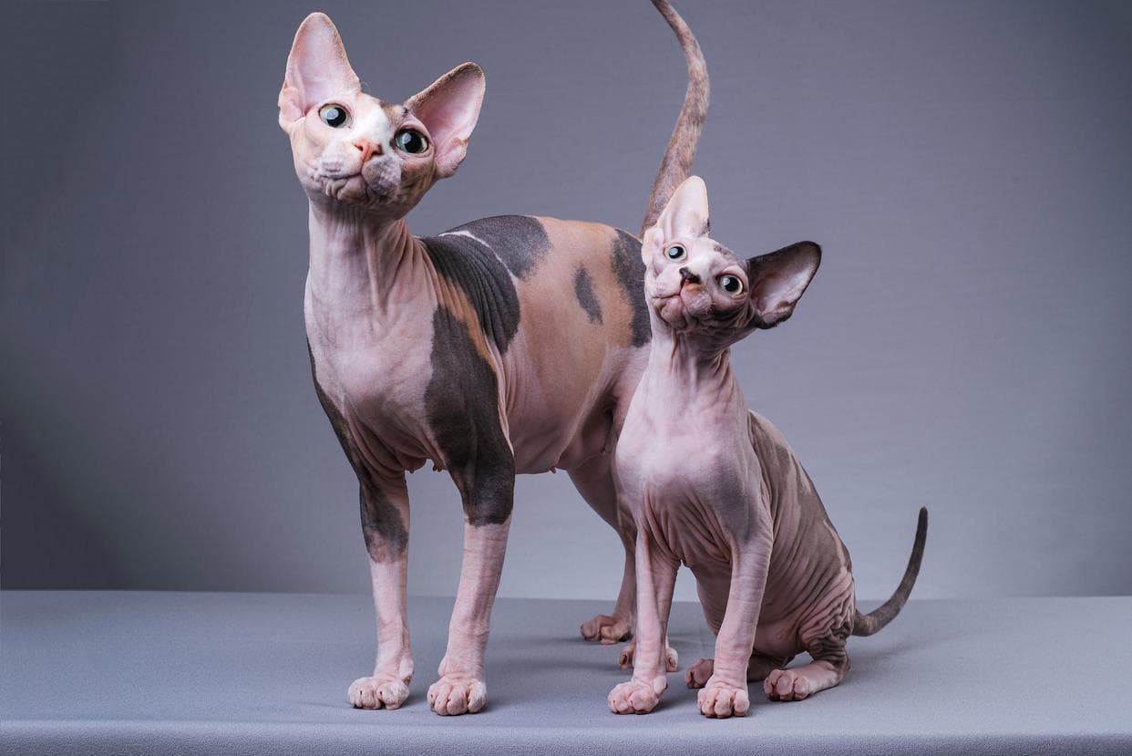 想养猫又怕掉毛？这几种猫咪，温顺好养又低敏！