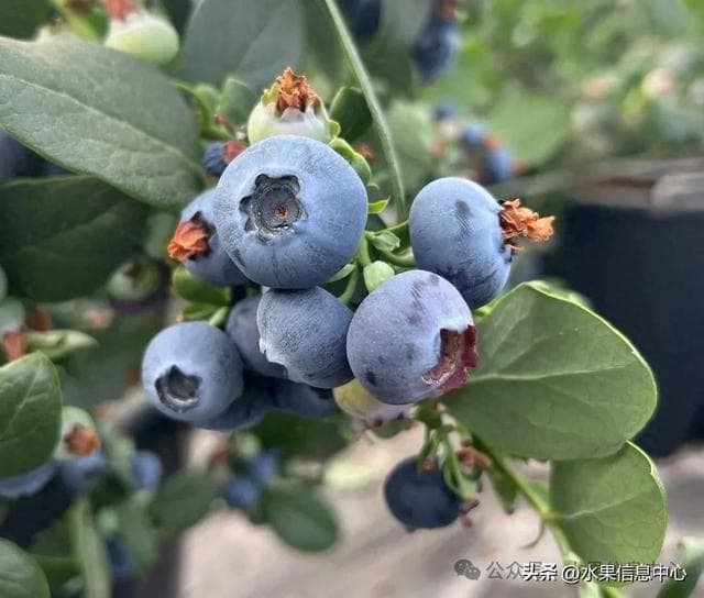 中国蓝莓主要产地分布及品种介绍