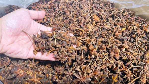 八角种植管理技术：从幼林到成林的全方位指南
