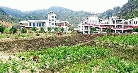 全面了解桑树的种植技术（从时间到方法，教你一步步种好桑树）