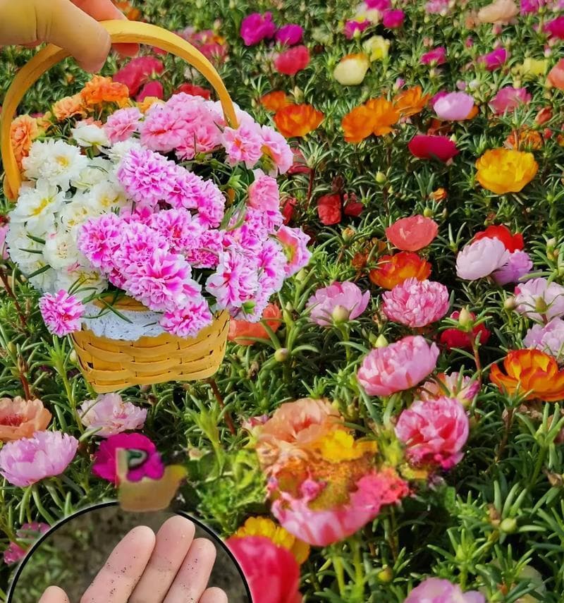 太阳花种子发芽过程详解（从种子到嫩芽，需要几天？）
