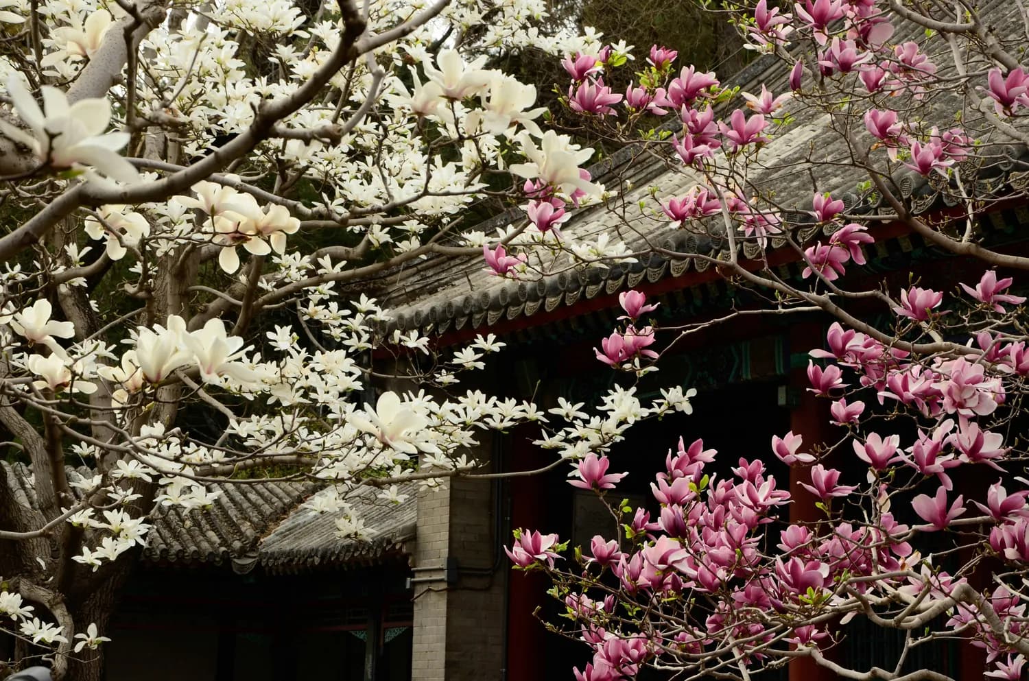 颐和园春季赏花攻略：三月花开正当时