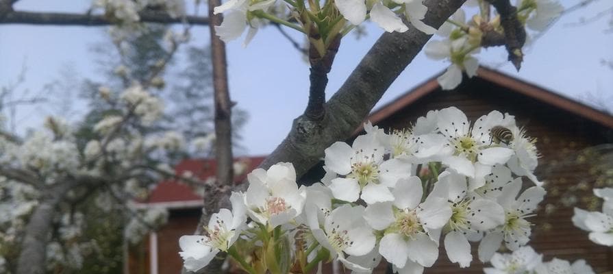 梨花之美：探索梨花的象征意义及其在人物形象塑造中的运用