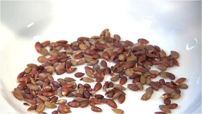 《食物情报组》：苹果核有毒？还能不能继续愉快地吃苹果核了？