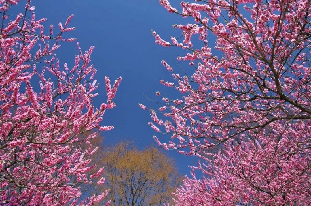 桃花摄影攻略：器材选择、参数设置与拍摄技巧详解