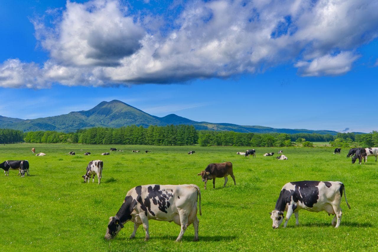 北海道：日本最大岛屿的自然与人文魅力