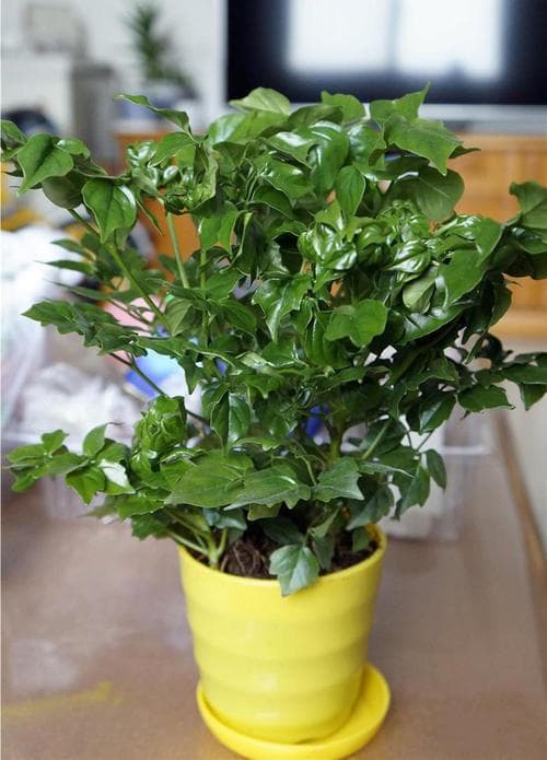 幸福树：寓意吉祥的绿色植物