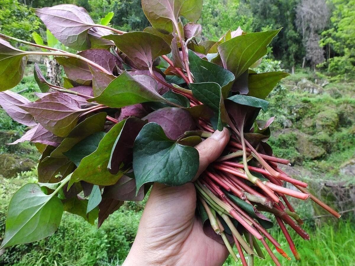 鱼腥草的种植方法