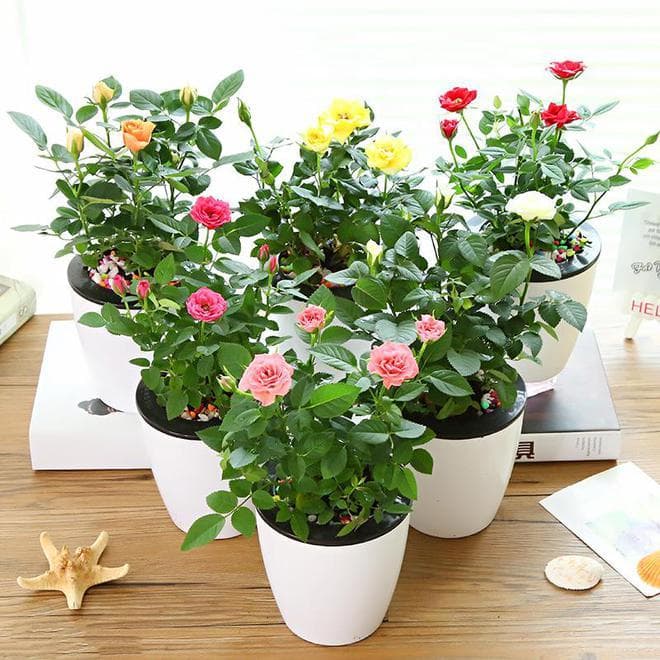 月季花用什么土壤比较好