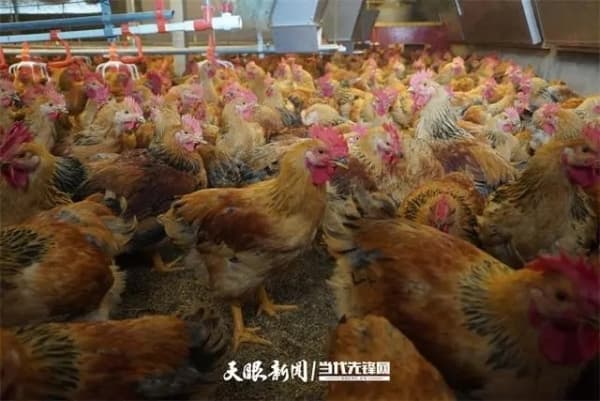 贵州清镇：一只鸡“孵”出富民好产业