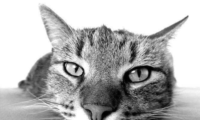 为什么猫咪喜欢舔自己的毛？（揭秘猫咪舔毛的原因、宠物养护必读）