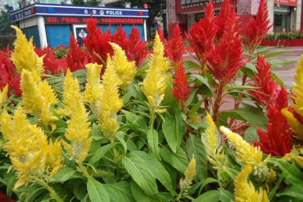 凤尾鸡冠花：从种植到观赏的全方位指南