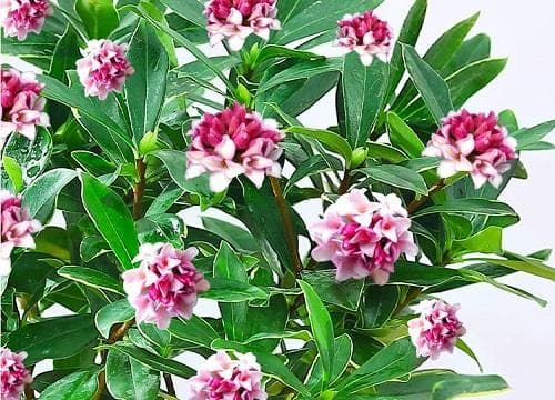 园土泥炭腐殖土按4:4:2配，轻松养好瑞香花