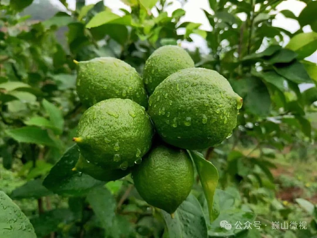 产业兴农看大理 | 日照2320小时的香水柠檬，有点甜
