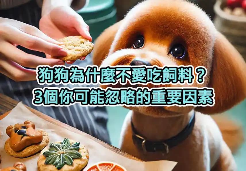 狗狗为什么不吃饲料？深入解析爱犬拒绝饲料的真相与对策