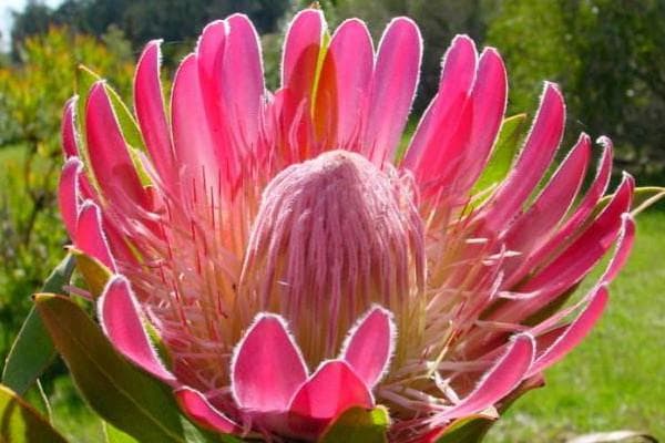 帝王花花语：胜利、富贵吉祥与圆满