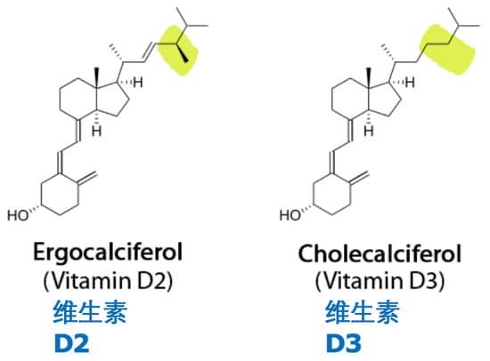 您了解维生素D2与D3吗？