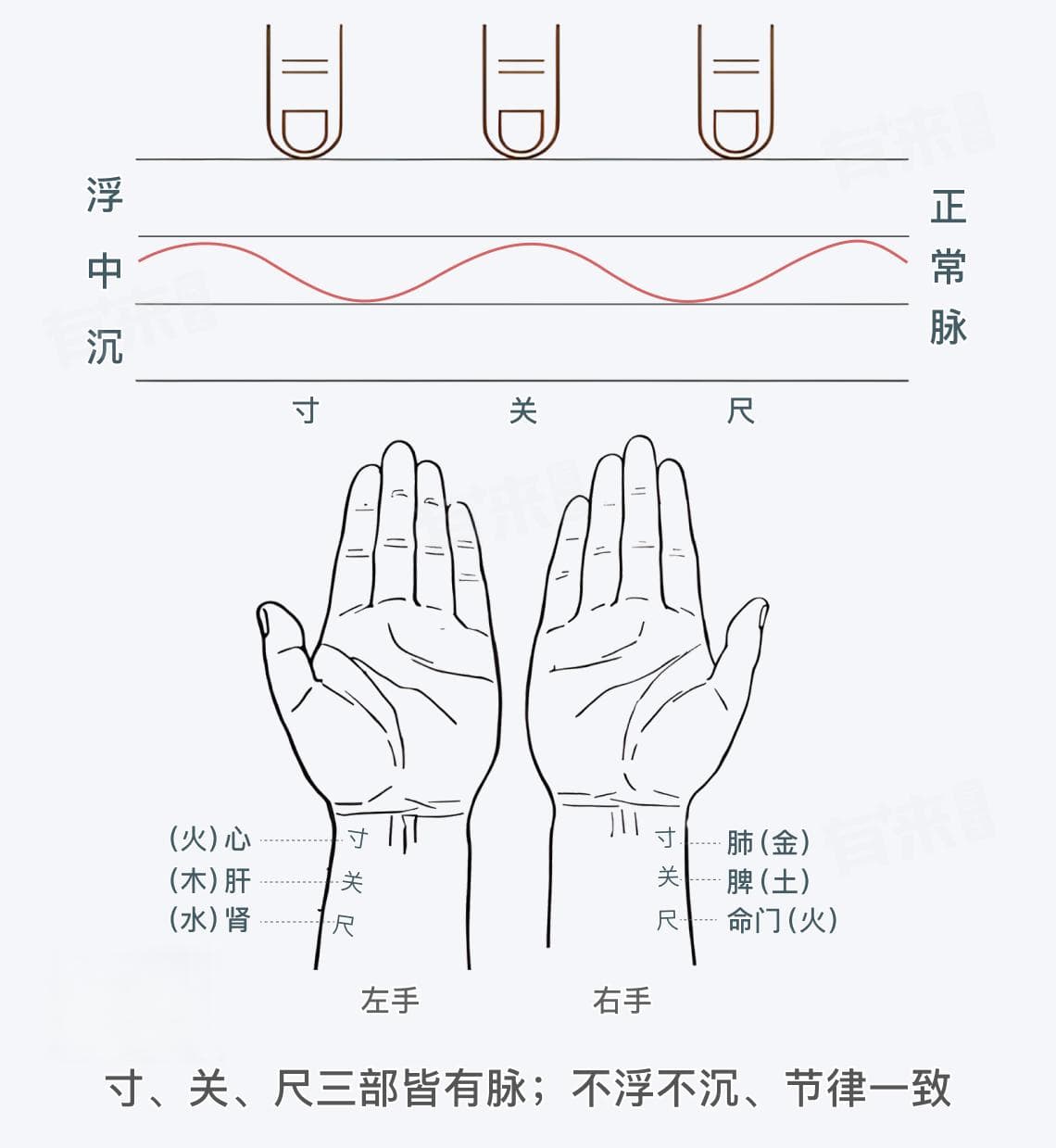 正常脉象：中医脉诊中的健康密码