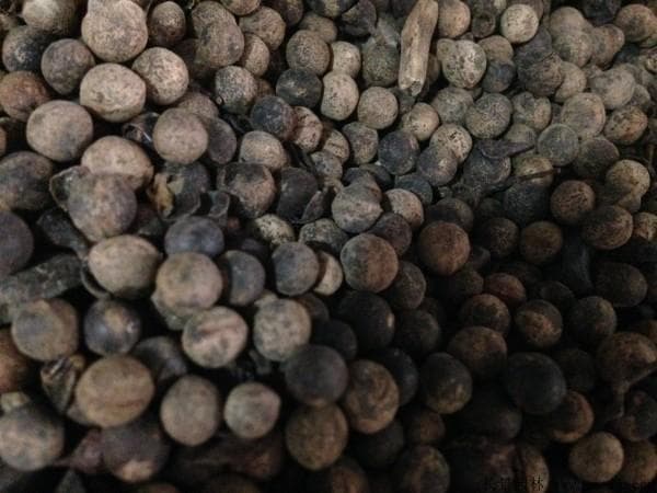 香樟树种子的种植方法，这样做能让发芽率更高