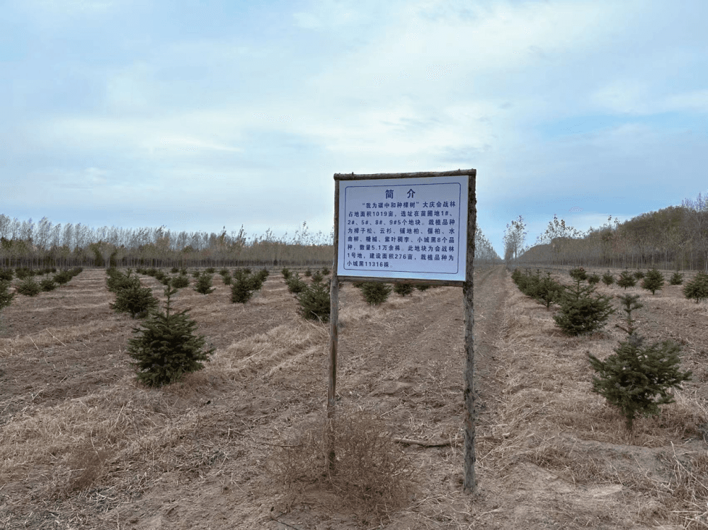 大庆油田绿色转型显成效：会战林、碳中和园区建设稳步推进