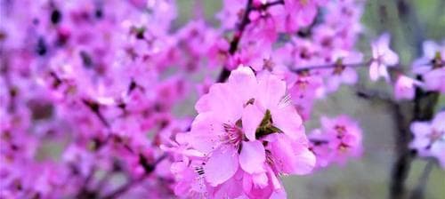 解密桃花的香味：从化学成分到文化象征