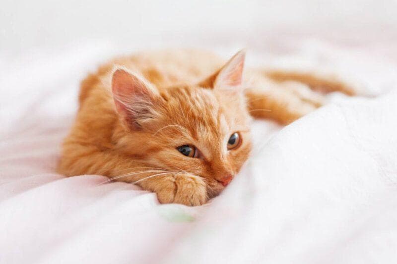 猫咪半夜叫醒你？了解原因及如何让猫咪安静