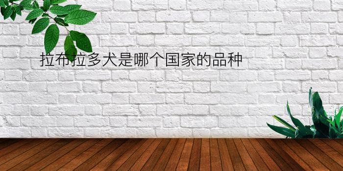 拉布拉多犬是哪个国家的品种？全面解析这个全球最受欢迎的犬种之一