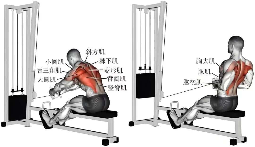 解锁坐姿器械划船训练，打造强大背肌