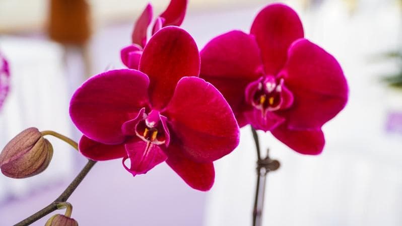 科研与市场协力 为云南兰花装上"中国花芯"