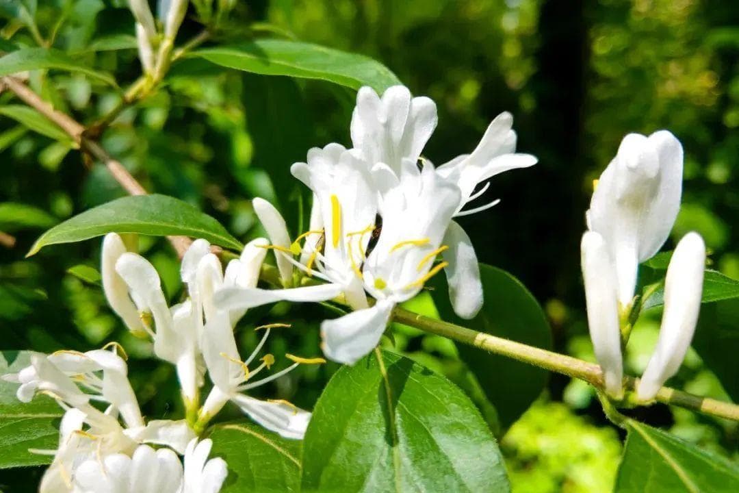 路边随处可见的“夏季第一花”——金银花，有何妙用？