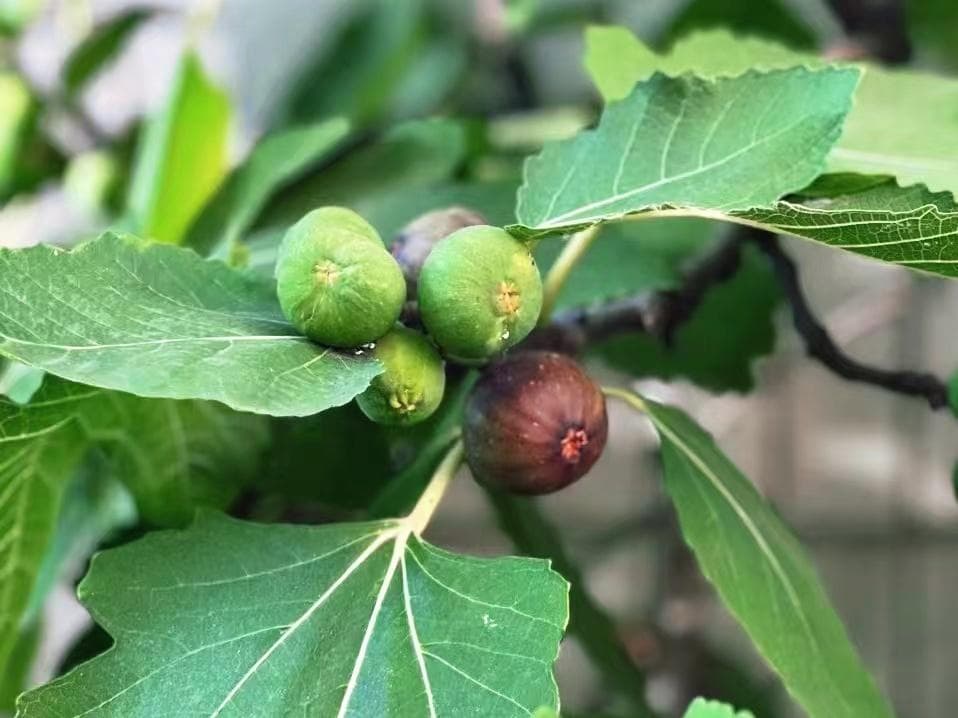 你对无花果了解有多少？