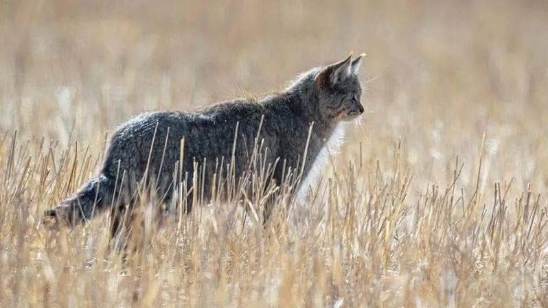 猫科动物的神秘面纱：探究猫科动物的进化、多样性及对人类社会的影响！