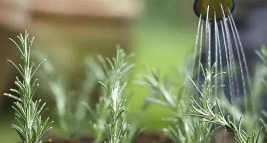 乔木，灌木，草坪花卉如何合理浇水？在养护管理和技术措施上应注意以下几点