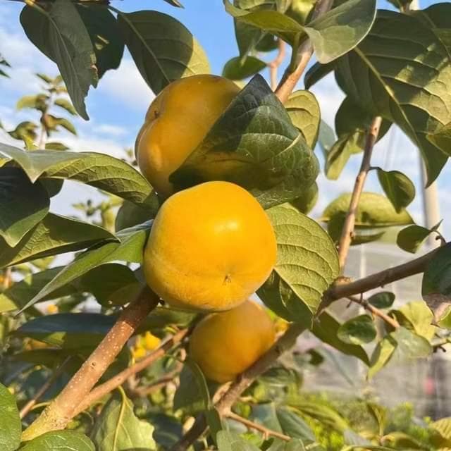 南方‘太秋’甜柿种植秘籍公开，高产优质收获！