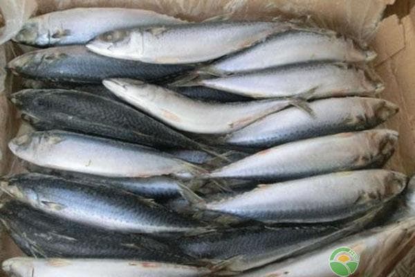 鲅鱼和青占鱼的区别：从科属到肉质的全面解析